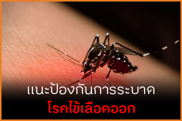 แนะป้องกันการแพร่ระบาด โรคไข้เลือดออก thaihealth