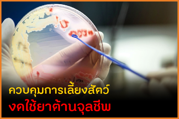 ควบคุมการเลี้ยงสัตว์ งดใช้ยาต้านจุลชีพ thaihealth