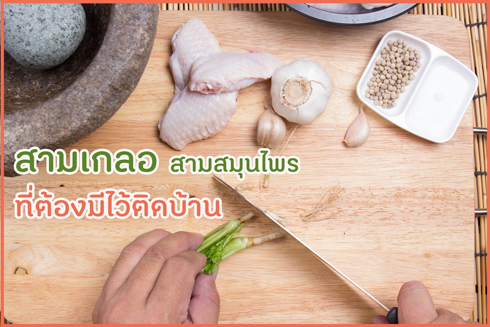 สามเกลอ สามสมุนไพรที่ต้องมีไว้ติดบ้าน thaihealth