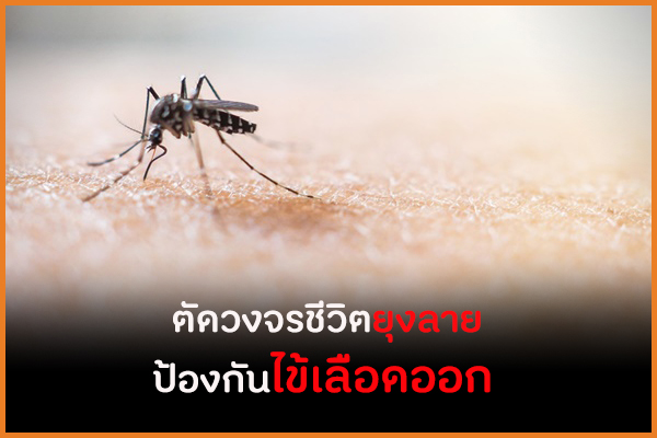 ตัดวงจรชีวิตยุงลาย ป้องกันไข้เลือดออก thaihealth