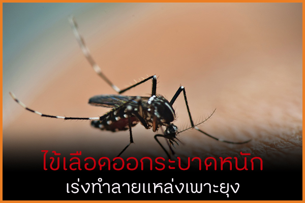 ไข้เลือดออกระบาดหนัก เร่งทำลายแหล่งเพาะยุง thaihealth