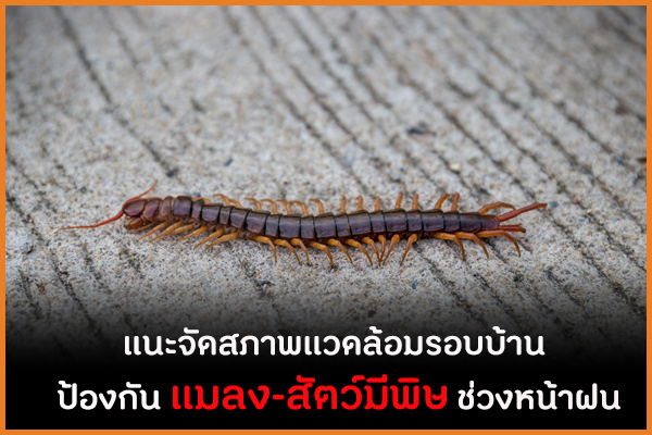 แนะจัดสภาพแวดล้อมรอบบ้าน ป้องกัน แมลง-สัตว์มีพิษ ช่วงหน้าฝน thaihealth