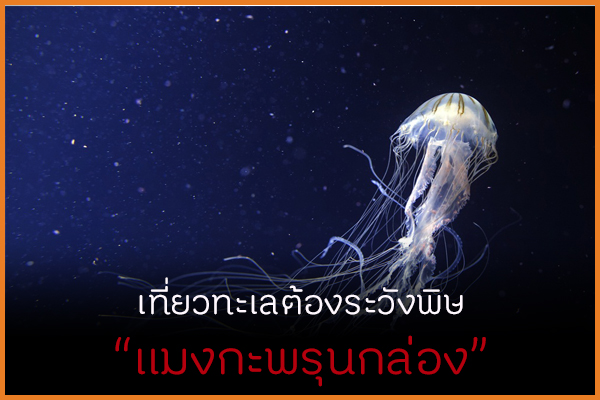 เที่ยวทะเลต้องระวังพิษ แมงกะพรุนกล่อง thaihealth