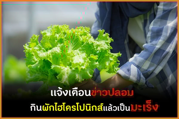 เเจ้งเตือนข่าวปลอม กินผักไฮโดรโปนิกส์แล้วเป็นมะเร็ง thaihealth