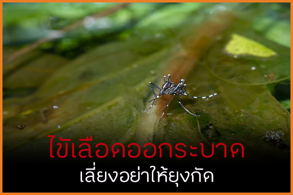 ไขัเลือดออกระบาด เลี่ยงอย่าให้ยุงกัด thaihealth