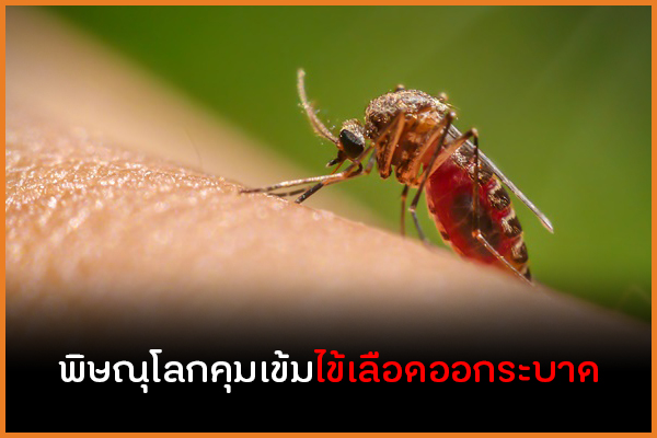 พิษณุโลกคุมเข้มไข้เลือดออกระบาด thaihealth