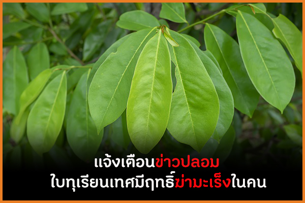 แจ้งเตือนข่าวปลอม ใบทุเรียนเทศมีฤทธิ์ฆ่ามะเร็งในคน thaihealth