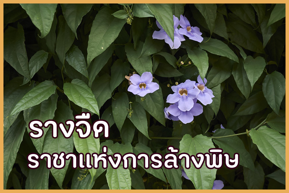 รางจืด ราชาแห่งการล้างพิษ thaihealth