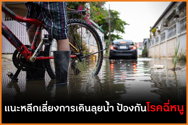 แนะหลีกเลี่ยงการเดินลุยน้ำ ป้องกันโรคฉี่หนู thaihealth