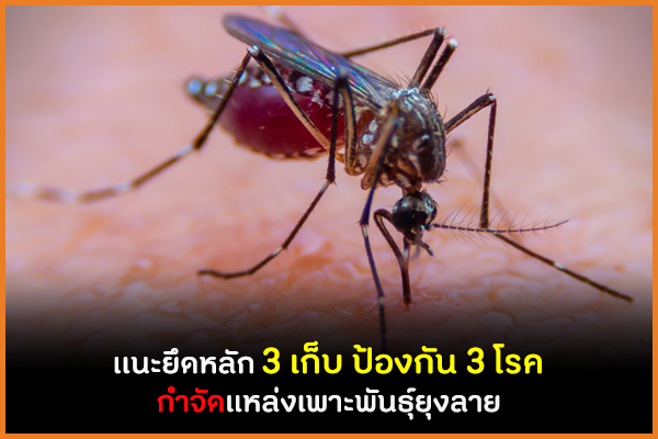 เเนะยึดหลัก 3 เก็บ ป้องกัน 3 โรค กำจัดแหล่งเพาะพันธุ์ยุงลาย  thaihealth