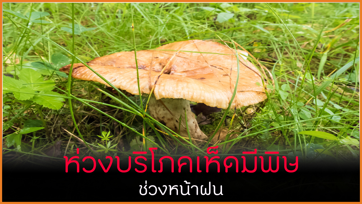 ห่วงบริโภคเห็ดมีพิษ ช่วงหน้าฝน thaihealth