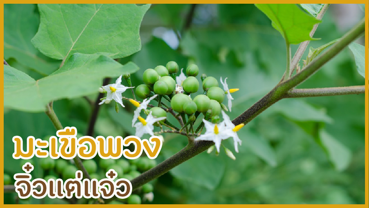 มะระขี้นก จิ๋วแต่แจ๋ว thaihealth