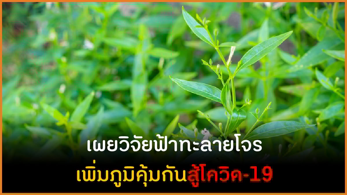 เผยวิจัยฟ้าทะลายโจร เพิ่มภูมิคุ้มกันสู้โควิด-19 thaihealth