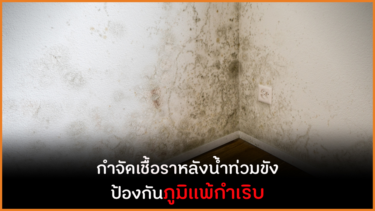 กำจัดเชื้อราหลังน้ำท่วมขัง ป้องกันภูมิแพ้กำเริบ thaihealth