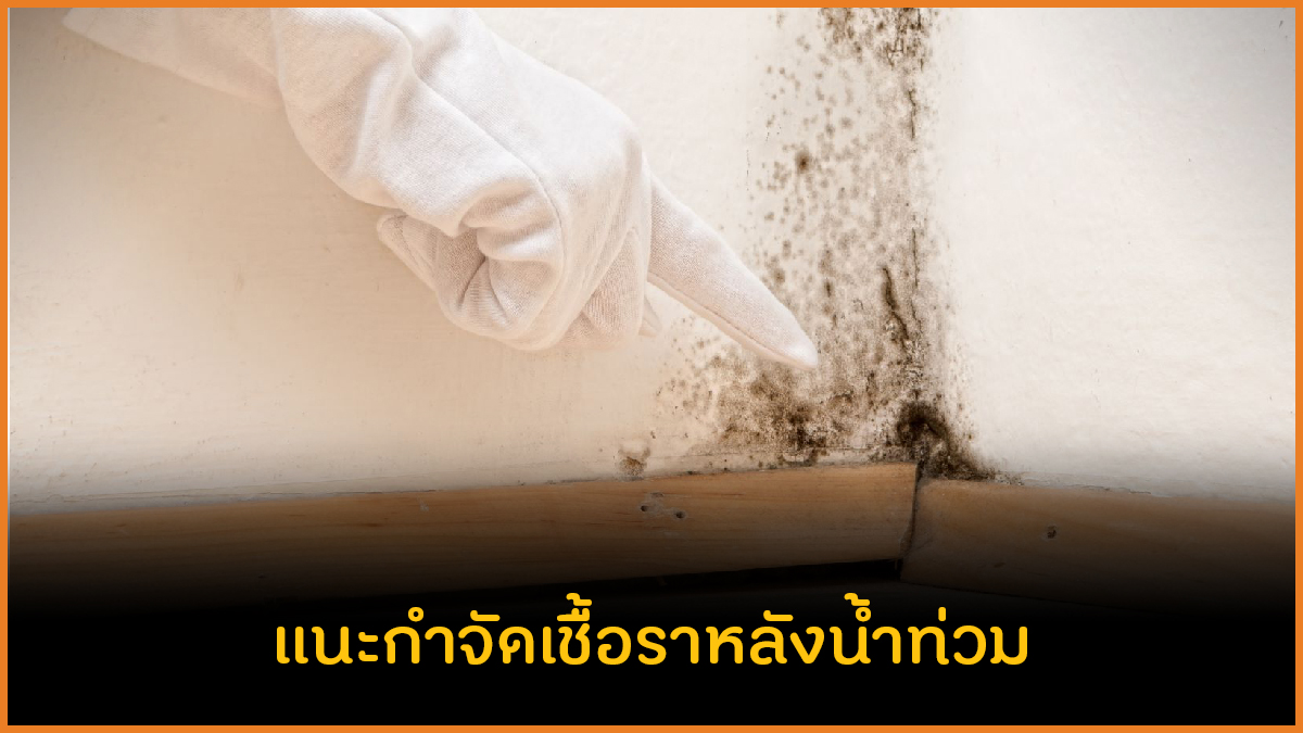 แนะกำจัดเชื้อราหลังน้ำท่วม thaihealth