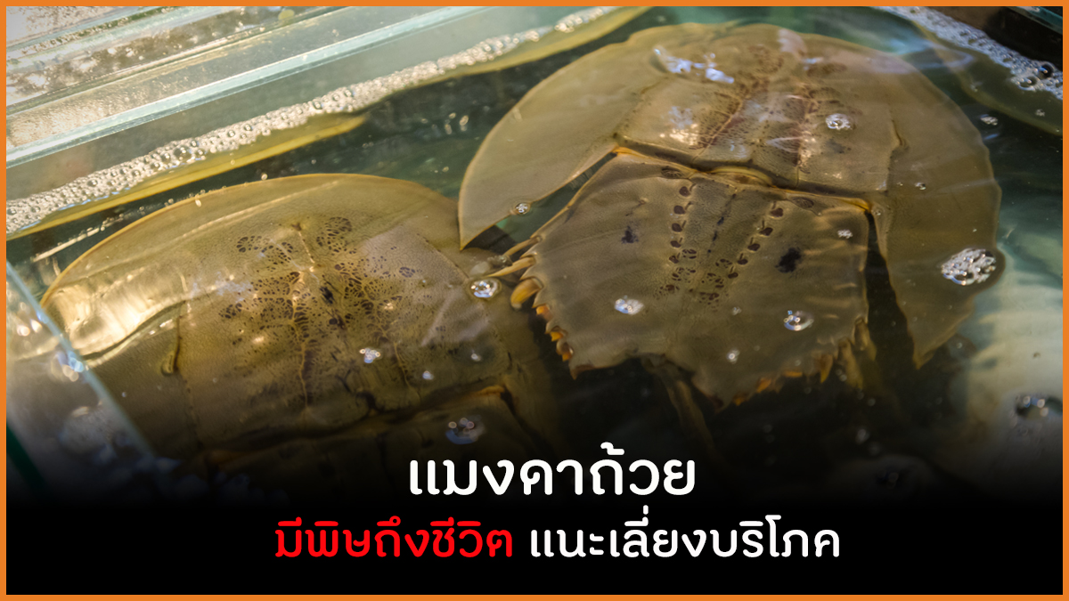 แมงดาถ้วย มีพิษถึงชีวิต แนะเลี่ยงบริโภค thaihealth