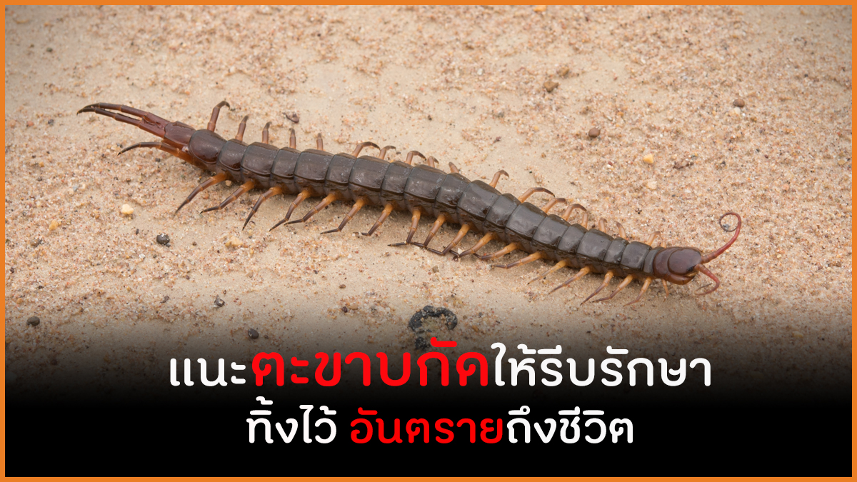 แนะตะขาบกัดให้รีบรักษา อันตรายถึงชีวิต thaihealth