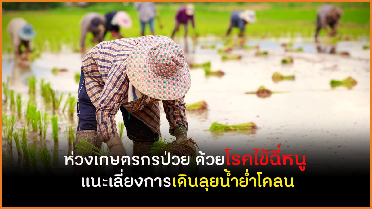 ห่วงเกษตรกรป่วย ด้วยโรคไข้ฉี่หนู แนะเลี่ยงการเดินลุยน้ำย่ำโคลน thaihealth