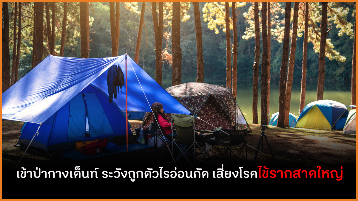 เข้าป่ากางเต็นท์ ระวังถูกตัวไรอ่อนกัด เสี่ยงโรคไข้รากสาดใหญ่ thaihealth