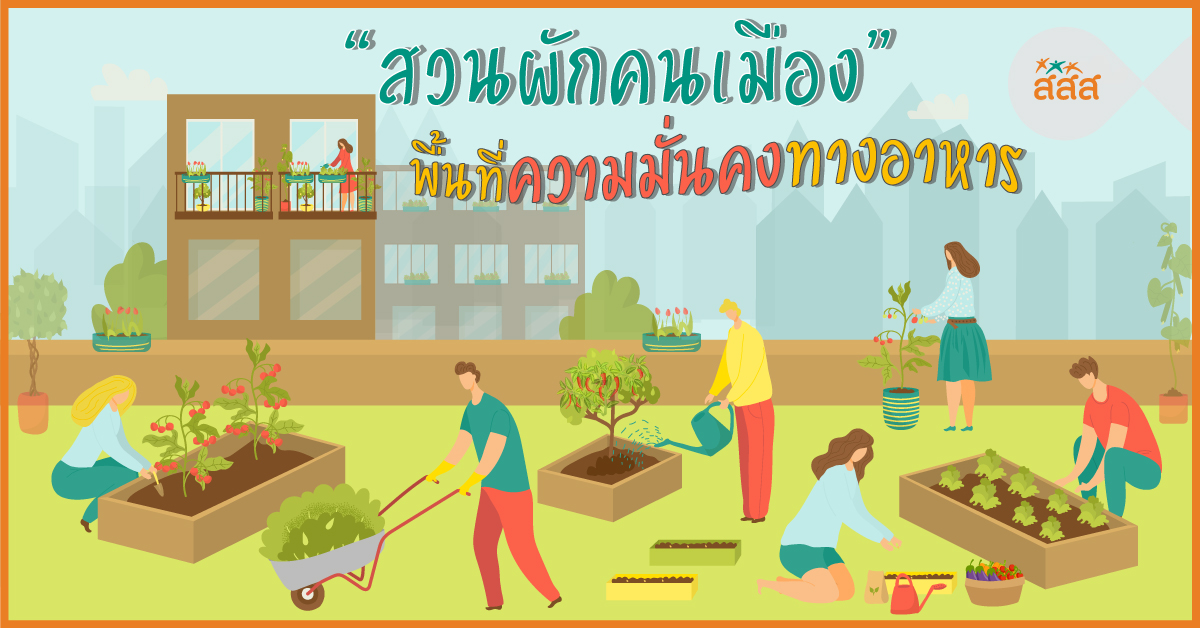 สวนผักคนเมือง พื้นที่ความมั่นคงทางอาหาร   thaihealth