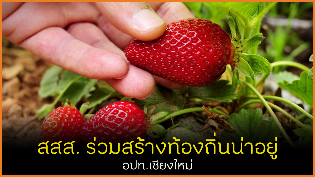 สสส. ร่วมสร้างท้องถิ่นน่าอยู่ อปท.เชียงใหม่ thaihealth