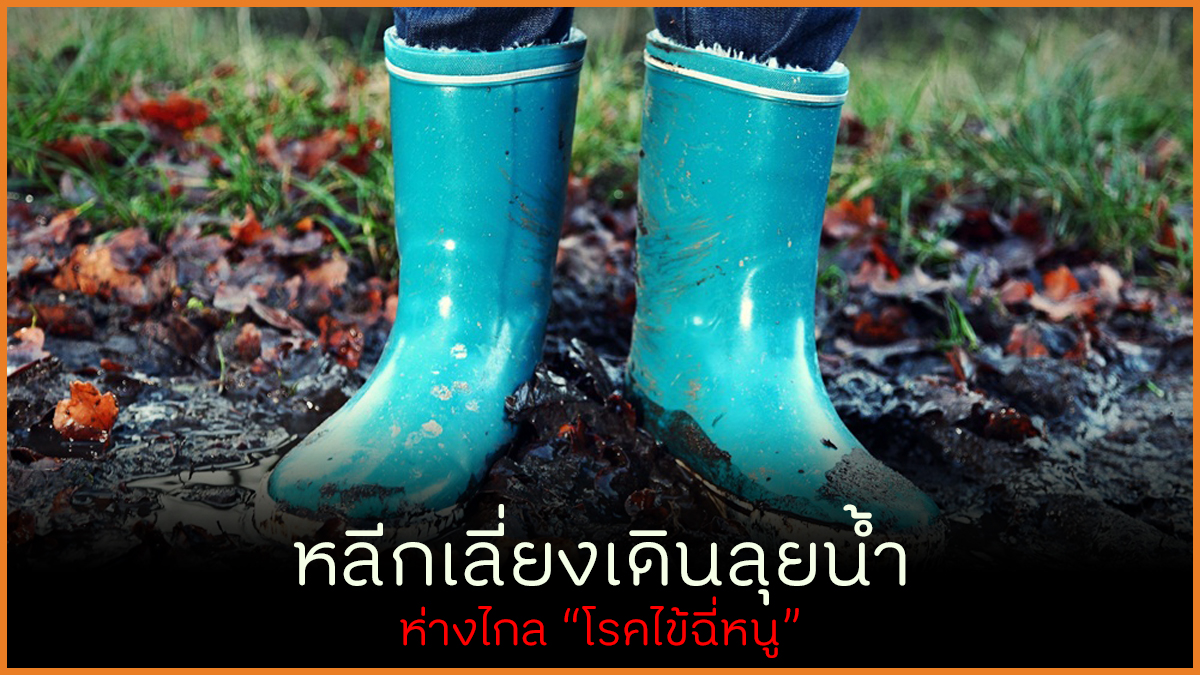 หลีกเลี่ยงเดินลุยน้ำ ห่างไกลโรคไข้ฉี่หนู thaihealth