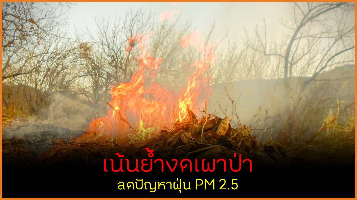 เน้นย้ำงดเผาป่า ลดปัญหาฝุ่น PM 2.5 thaihealth