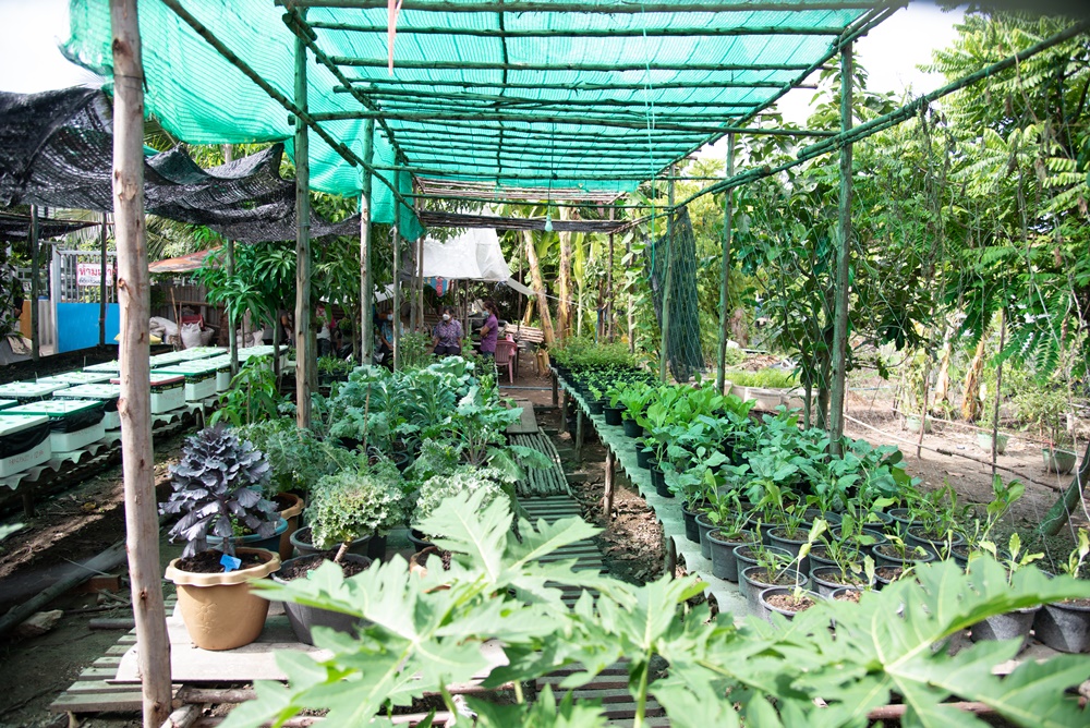 สร้างแหล่งอาหารปลอดภัย สร้างสูงวัยสุขภาพดี thaihealth