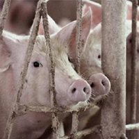อนามัยโลกเตือน หวัดหมูไม่หมดฤทธิ์