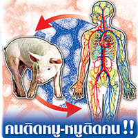 คนติดหมู-หมูติดคน!! ‘หวัดกลายพันธุ์