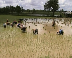 “กาฬโรคปอด” มฤตยูร้ายที่ป้องกันได้