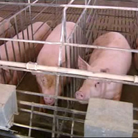 เตือนภัยฟาร์มหมู รับมือไวรัสหวัดสุกร