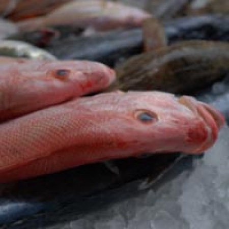 กิน ‘ปลา’ ไร้พุง-ต้านเบาหวาน อุดมโปรตีน-อิ่มเร็ว แถมย่อยง่ายด้วย