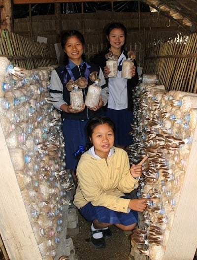 “เห็ดนางฟ้า” พัฒนาคุณภาพชีวิต thaihealth