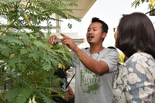 เกษตรอินทรีย์เรื่องดีๆ ที่คนเมืองก็ทำได้ thaihealth