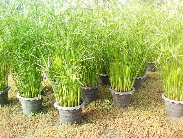 ภูมิปัญญาท้องถิ่น ส่งเสริมการเรียนรู้สู่ทักษะอาชีพ  thaihealth