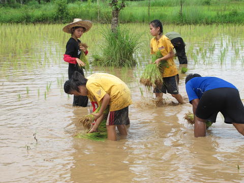 เรียนรู้ข้าว ปลูกสำนึกเยาวชน “รักษ์บ้านเกิด” thaihealth
