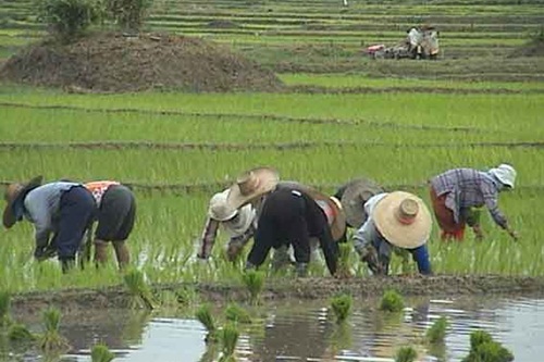 เตือนเกษตรกรลุยน้ำระวังโรคฉี่หนู thaihealth