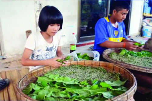 สืบสานงานไหมลายหางกระรอก thaihealth