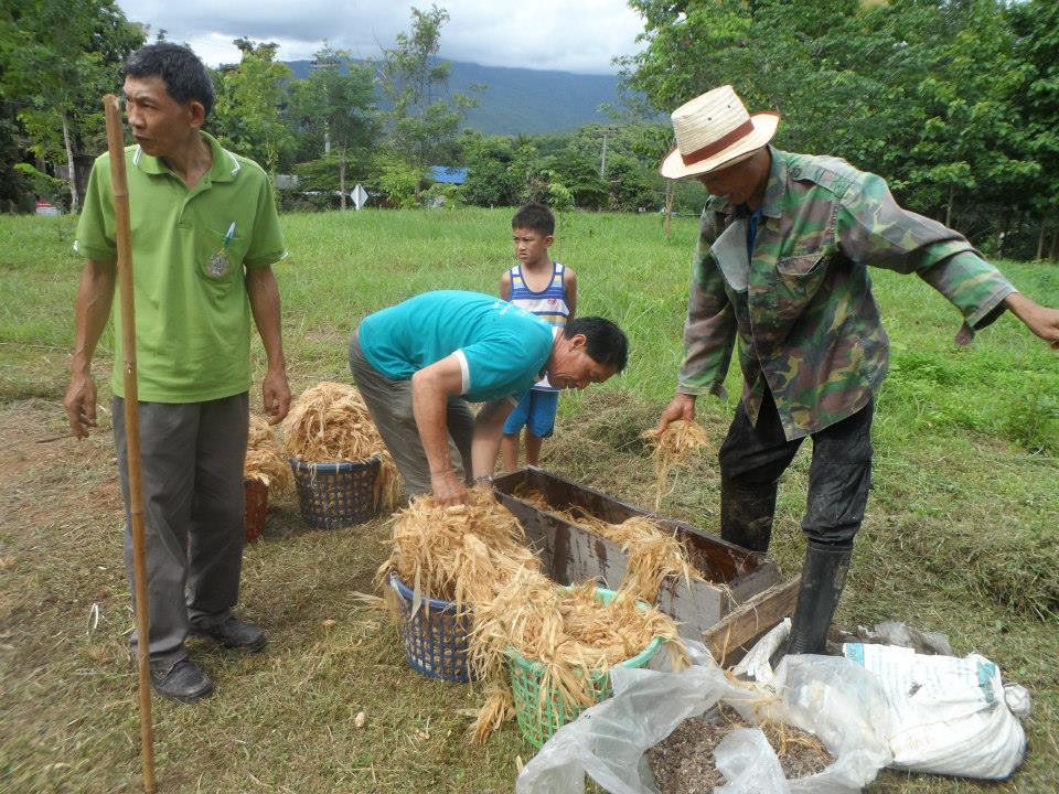 เปลี่ยนขยะข้าวโพด เป็นเห็ดฟางปลอดสารพิษ thaihealth