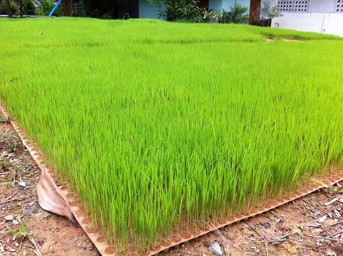 รับน้องดำนาตามประสาคนใต้ ไร้แอลกอฮอล์  thaihealth