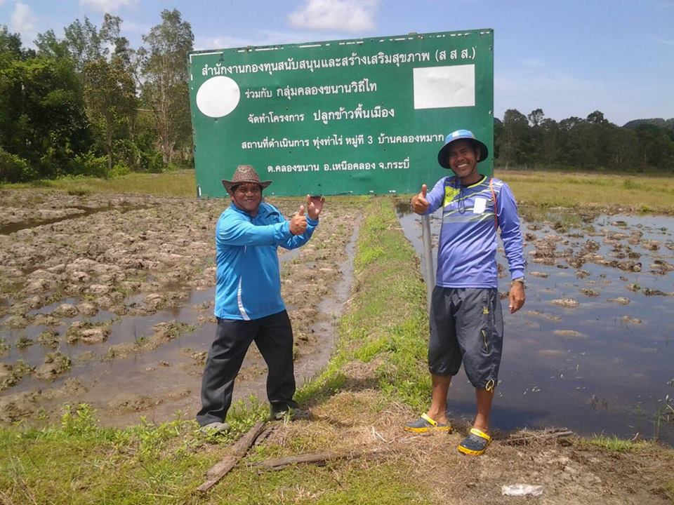 ปลูกข้าวพื้นเมือง รักษาแผ่นดินเกิด thaihealth
