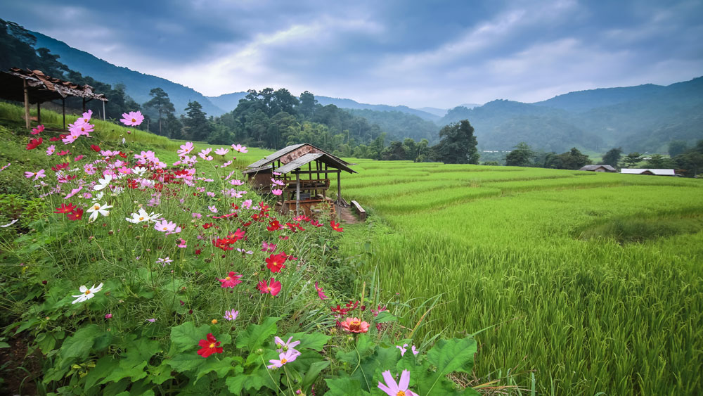 เที่ยวปีใหม่สุขใจ “สไตล์ชุมชน”    thaihealth