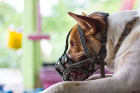 เตือนพิษสุนัขบ้าพบทั้งปี  สธ.เตือนโรคพิษสุนัขบ้าพบได้ทั้งปี แนะเจ้าของพาสุนัข,แมวไปฉีดวัคซีนป้องกัน