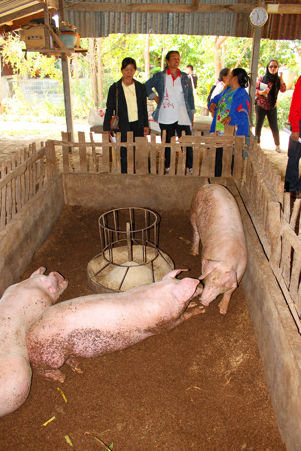 หมูหลุม-ไร่รวงข้าว วิถีอินทรีย์แบบมีส่วนร่วม thaihealth