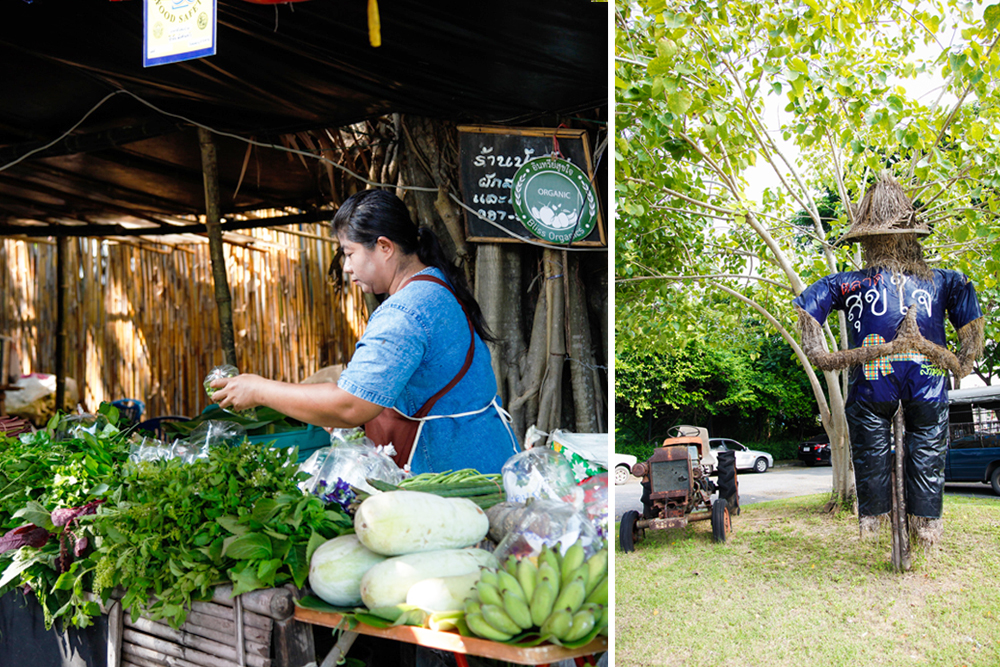 สามพรานโมเดล ปลุกพลังเชื่อมั่นวิถีอินทรีย์ thaihealth
