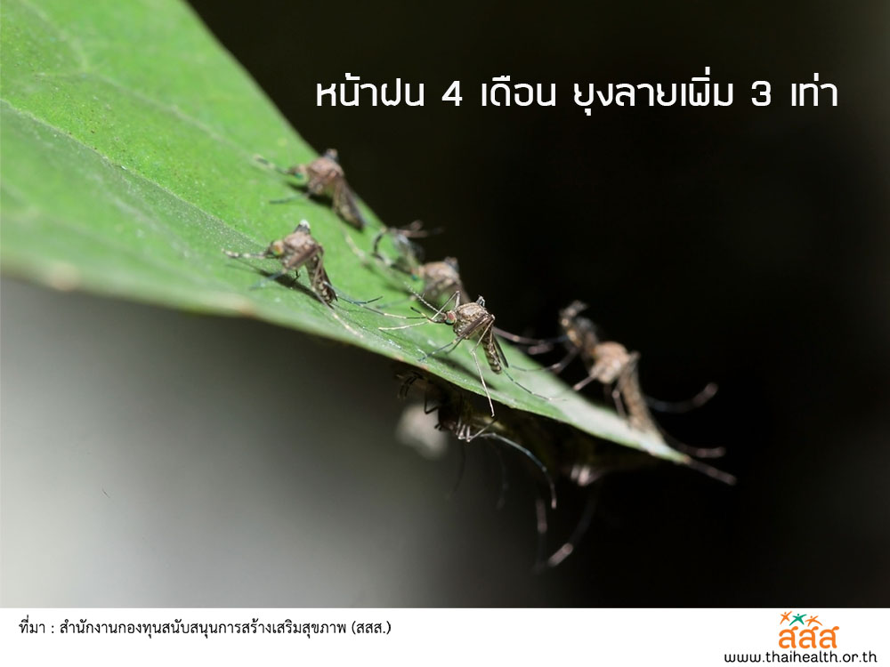 หน้าฝน 4 เดือน ยุงลายเพิ่ม 3 เท่า thaihealth