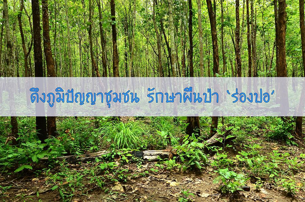 ดึงภูมิปัญญาชุมชน รักษาผืนป่า ‘ร่องปอ’ thaihealth