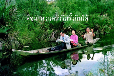 พืชผักสวนครัวริมรั้วกินได้ thaihealth