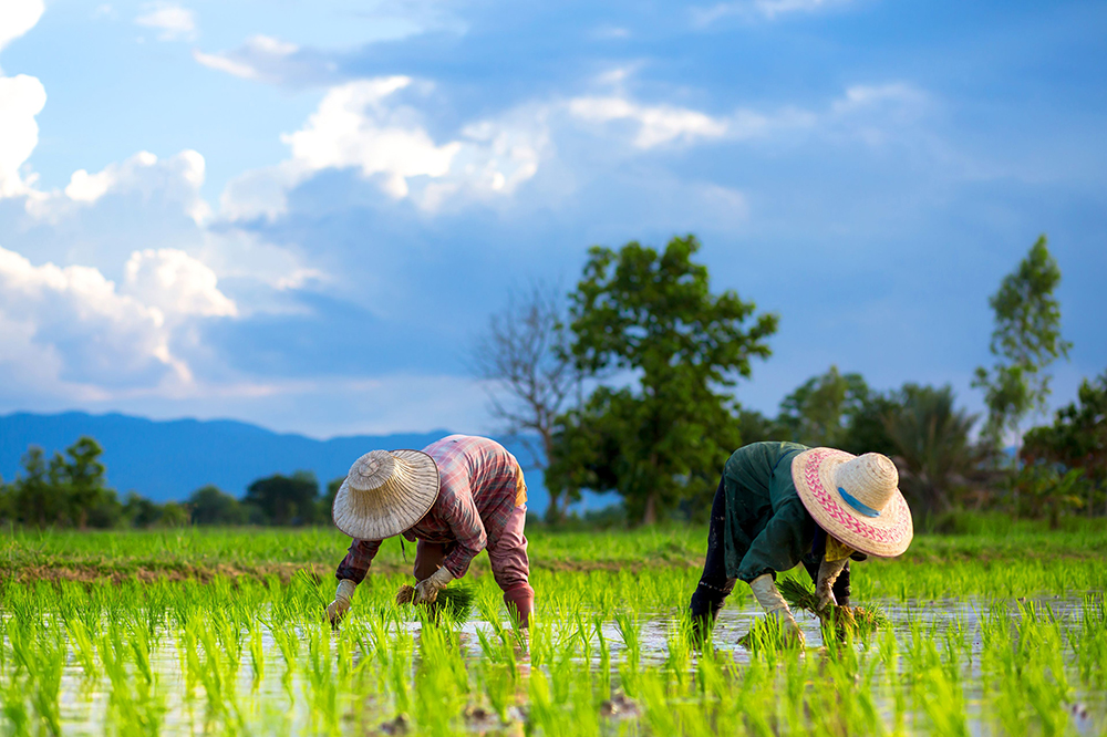 เสวนาสร้างความมั่นคงทางอาหาร thaihealth